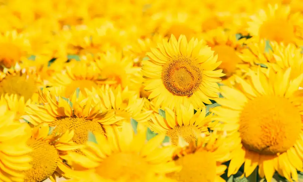 Dostępne cele podróży na autostradach Węgier