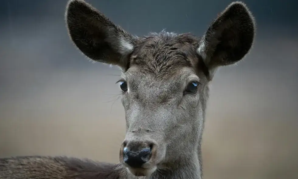 Prin autostrăzile din România: opțiuni de călătorie cu vinieta