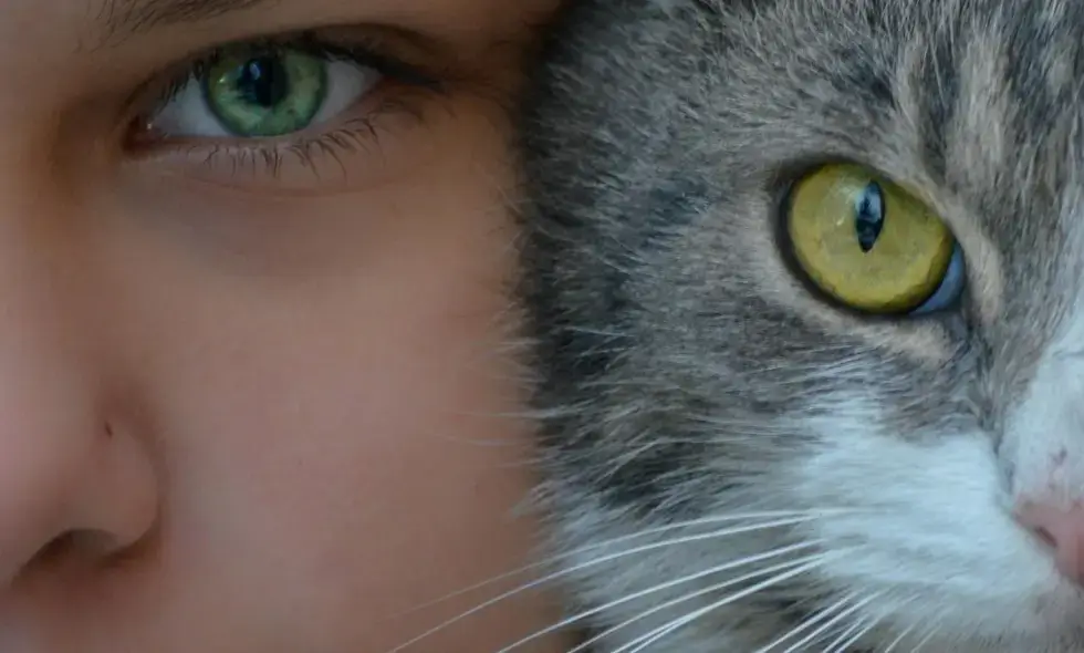 Даследаванне аўтамагістраляў Румыніі