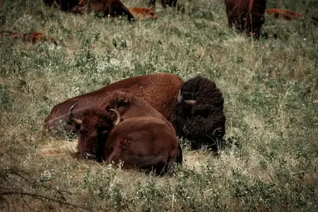 Закупуване на винетка за Австрия през 2024 година