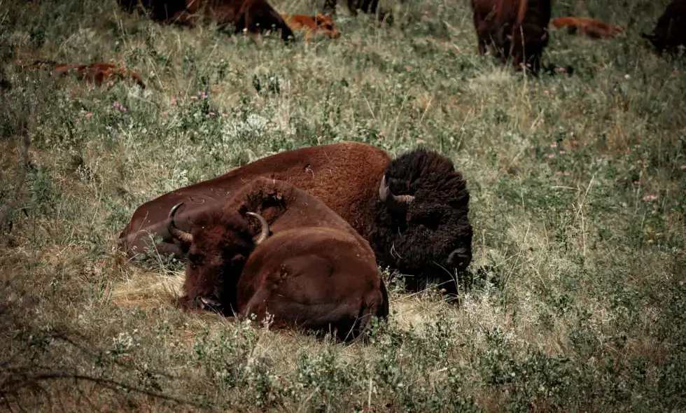 Achat de vignette autoroutière pour l'Autriche en 2024