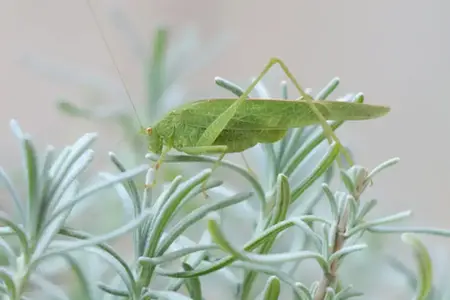 Bulgarien: Auf den Autobahnen Verfügbare Wunder