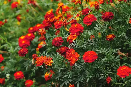 Kupovina vinjete za autoput u Bugarskoj