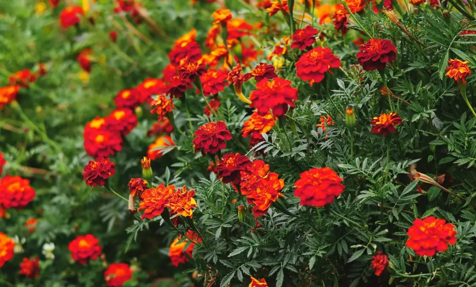 Kauf einer Vignette für die bulgarische Autobahn