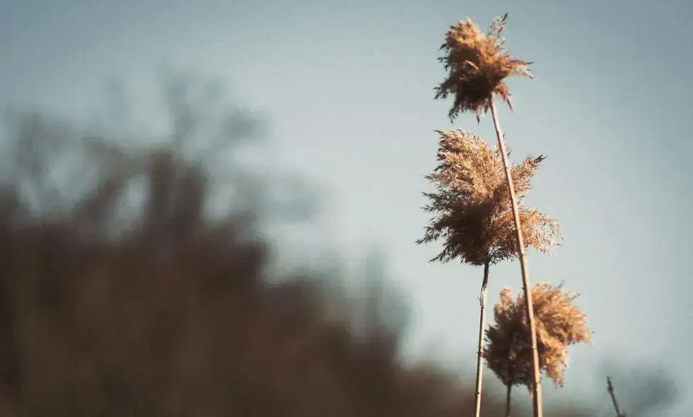Viaggio sulle autostrade della Romania: comfort, velocità e avventura